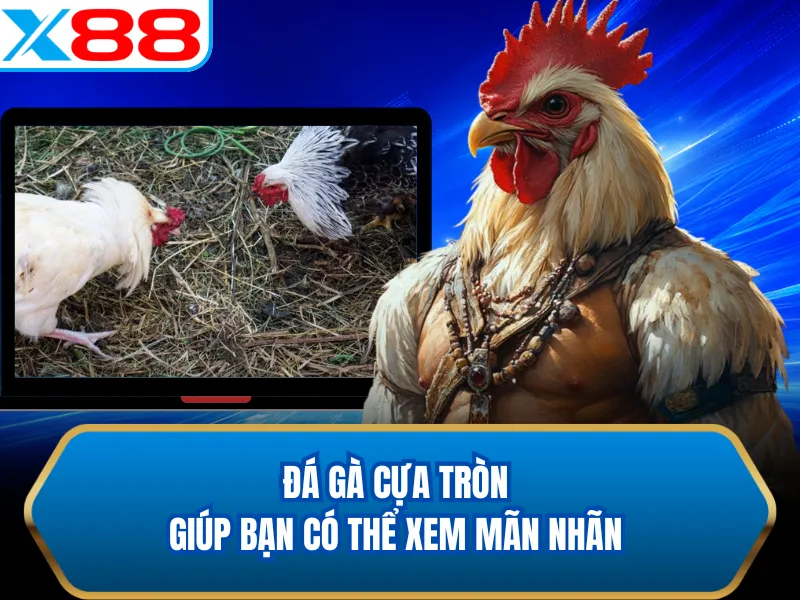 Đá gà cựa tròn giúp bạn có thể xem mãn nhãn